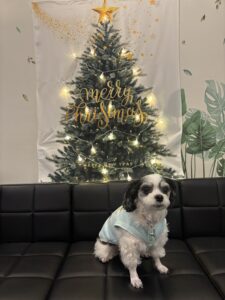 チップ　クリスマスツリー2025